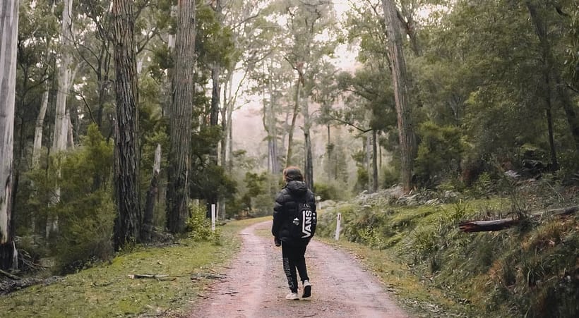 Single Tree Mountain Trekking