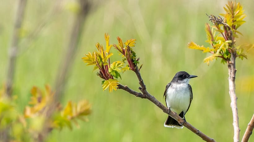 Bird Watching 03