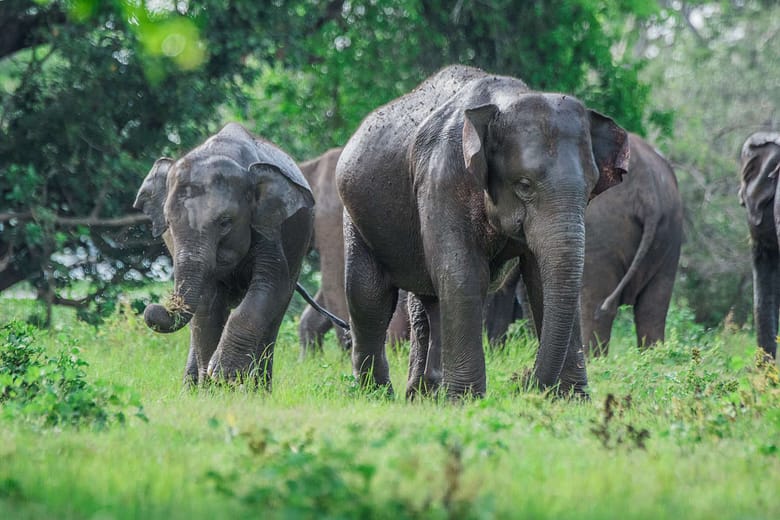 Minneriya National Park