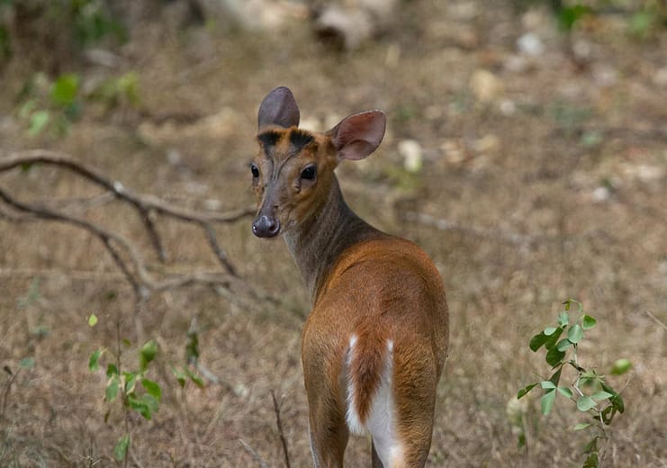 Wilpattu National Park