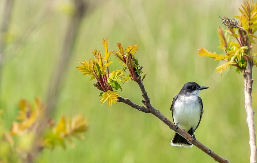 Bird Watching 03